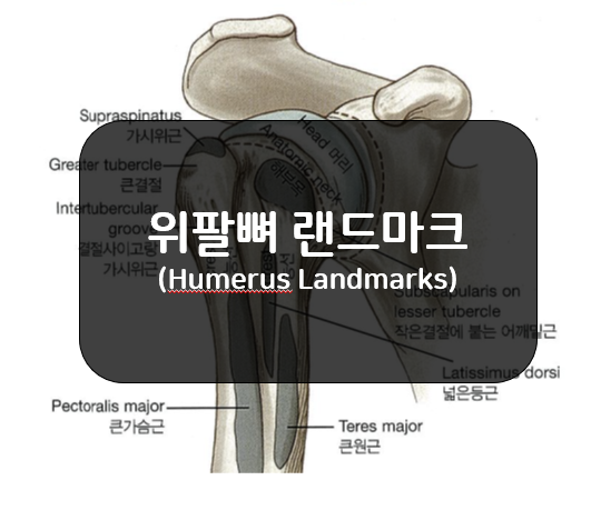 몸쪽 위팔뼈 랜드마크(Humerus Landmarks)!!