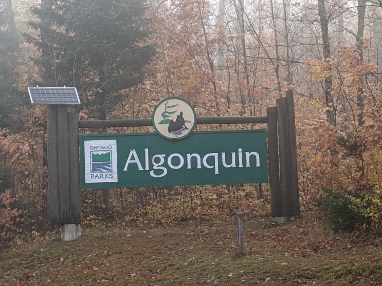  캐나다 온타리오 주의 알곤퀸 (Algonquin) 공원 단풍