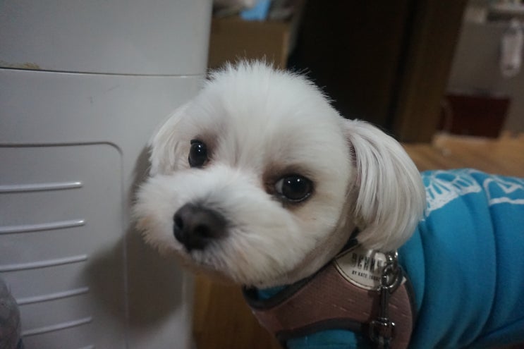  강아지보험 반려동물등록부터 펫보험준비까지 안전하게