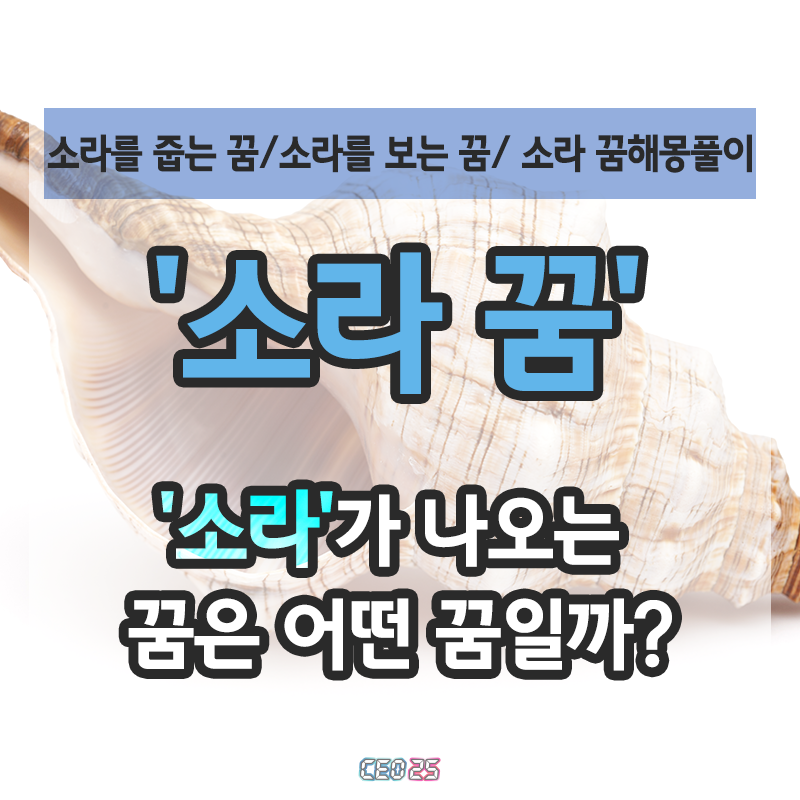 소라 줍는 꿈, 소라 잡는 꿈, 소라가 나오는 꿈해몽풀이