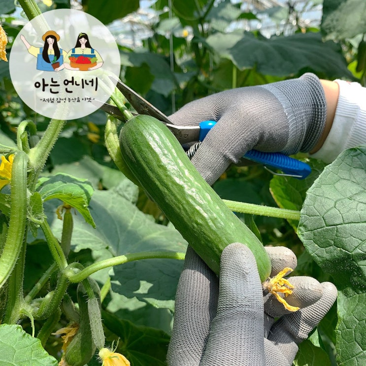  산지직송 GAP인증 미니오이 2kg 아는언니네농산물