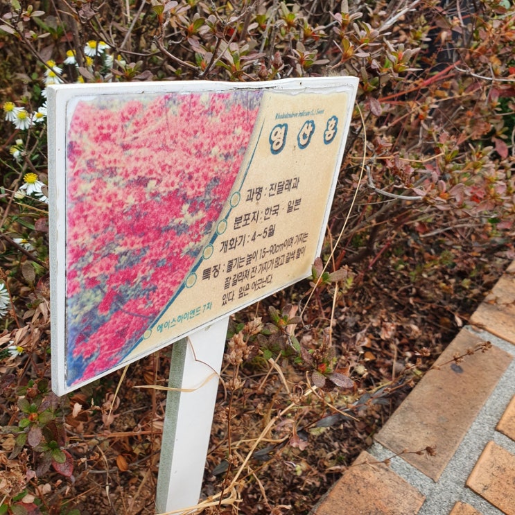  영산홍 꽃에 대해 알고 있나요?