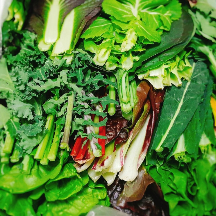 철따라농산물 당일수확 모듬쌈채소 1.2kg 내외(20여종), 1개