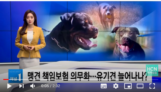 맹견 책임보험 의무화...유기견 늘어나나? / 충북 현대 HCN 맹견 책임보험 의무화...유기견 늘어나나? / 충북 현대 HCN