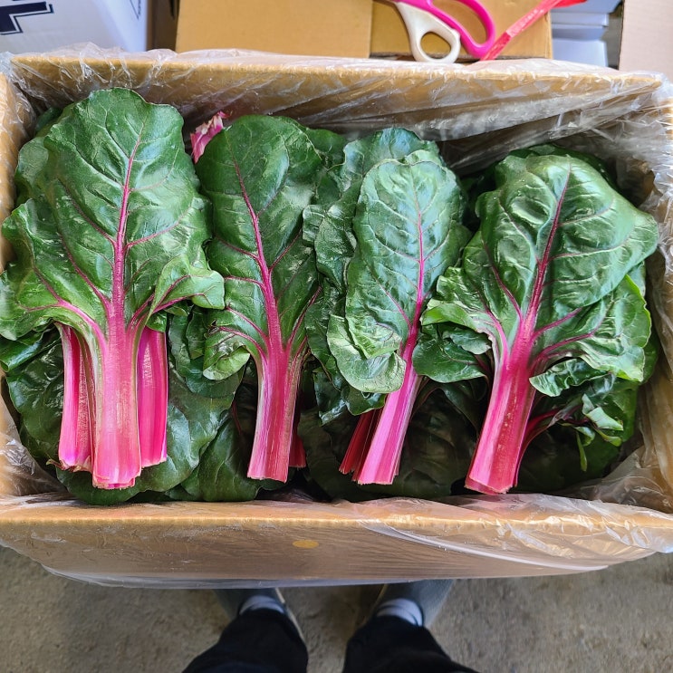  영호네농산물장터 적근대 특품, 1box, 2kg
