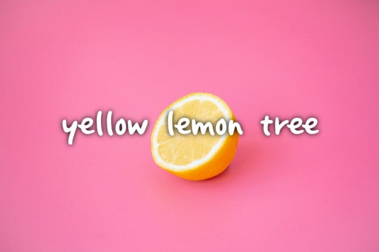 [전쌤 홈 컴퓨터] Yellow lemon tree 가사 해석