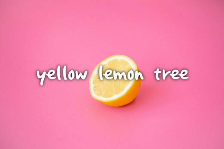  [전쌤 홈 컴퓨터] Yellow lemon tree 가사 해석