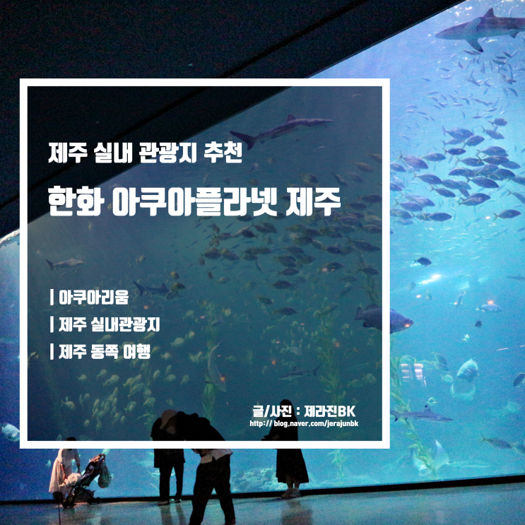  제주 아쿠아플라넷 추운 날 가기 좋은 제주 실내 관광지