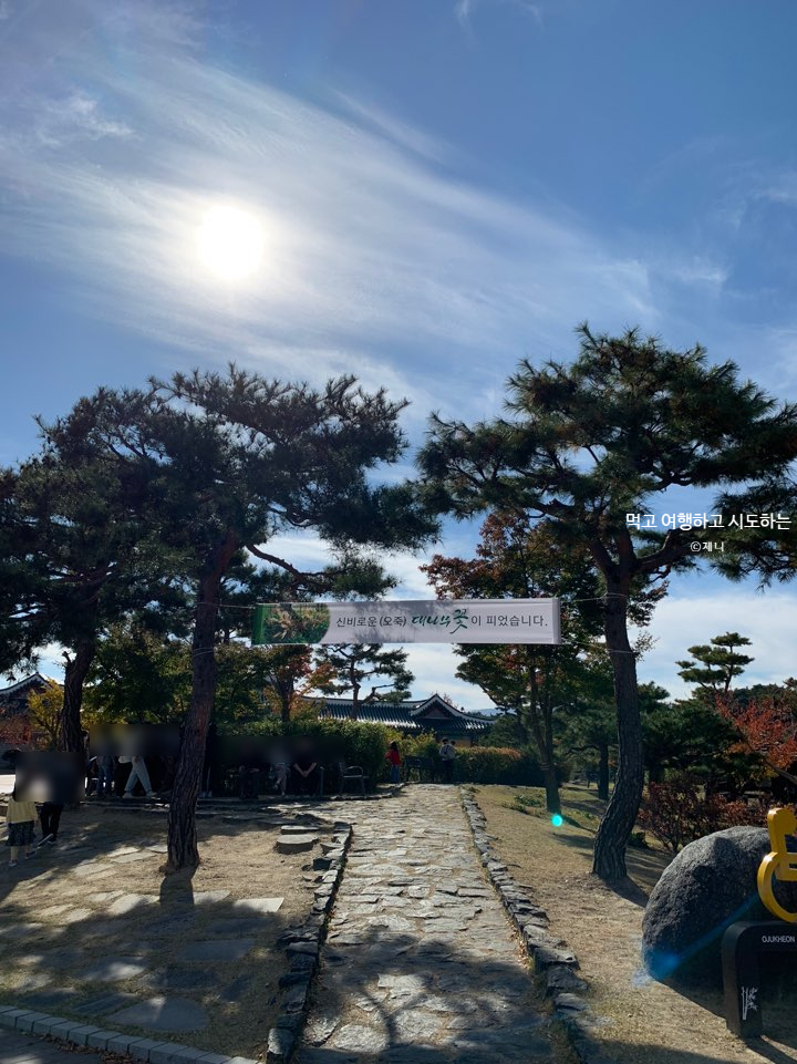 강릉 대나무 꽃이 피다 오죽헌 대나무꽃