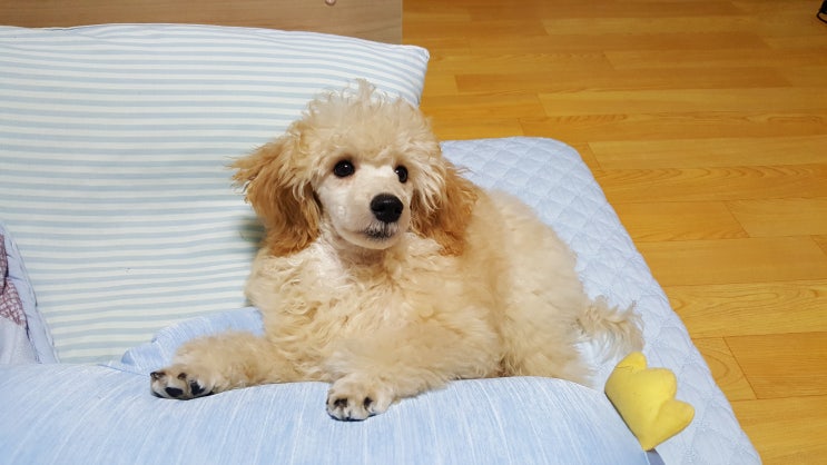  강아지 배변 훈련은 채널펫 반려동물 육각펜스로