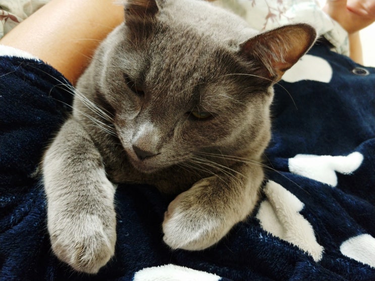  호랑이 덩치지만 세상 착한 우리 아가, 내 고양이 후-후엄마일기