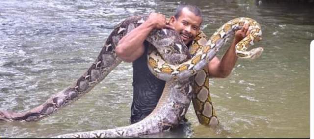 240kg 비단뱀이 귀엽고 사랑스럽다며 16년을 키워온 말레이 남성