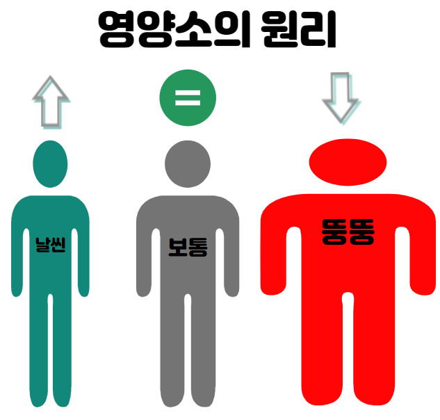  칼로리보다 중요한 !살찌는 원리를 알아야 다이어트 됩니다!!(비만과  영양소 2탄)