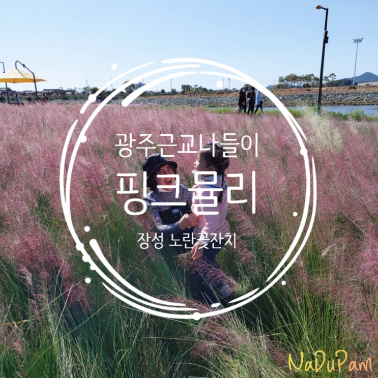  장성 황룡강 해바라기 핑크뮬리 노란꽃잔치