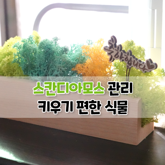 스칸디아모스 관리 키우기 쉬운 식물