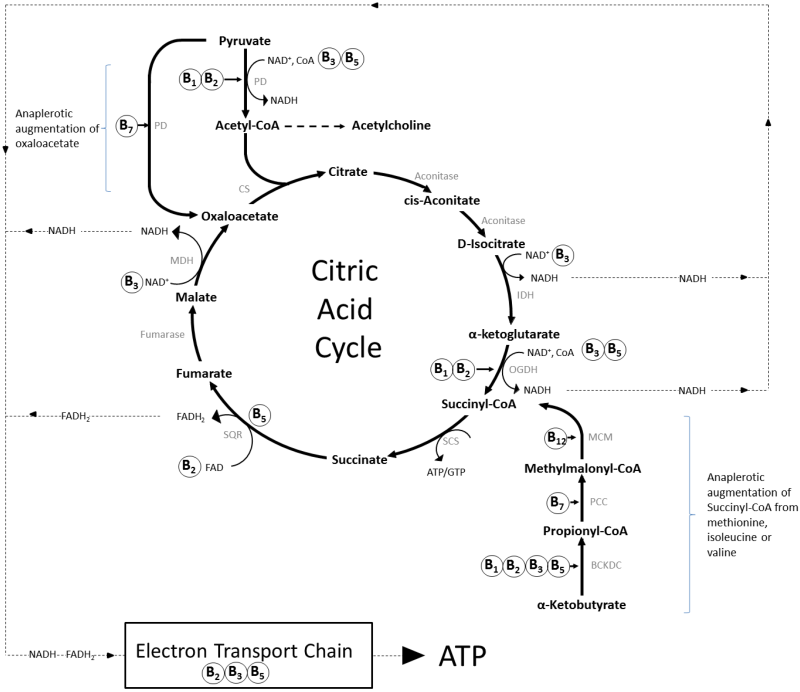 Biochemistry 생화학 - TCA cycle에 쓰이는 비타민 B 조효소 Vitamin B in TCA cycle ...