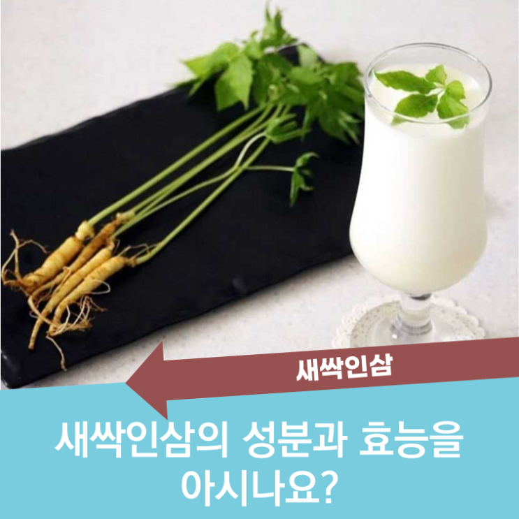  새싹삼에는 어떤 성분이 들어있고 우리에게 어떤 효과를 줄까?
