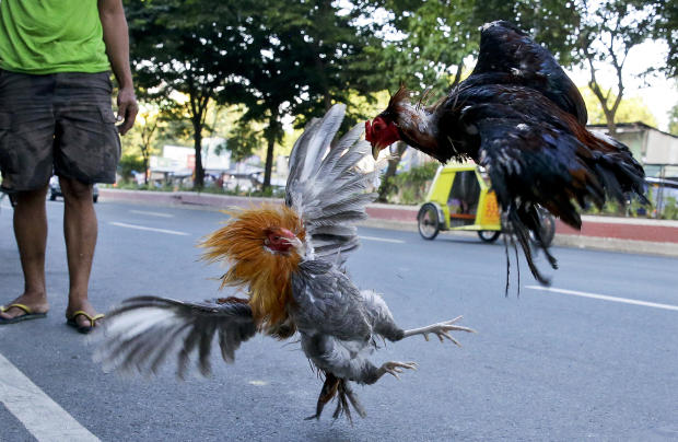 필리핀 닭싸움, 단속 경찰 닭발 칼날에 대퇴동맥이 잘려 사망