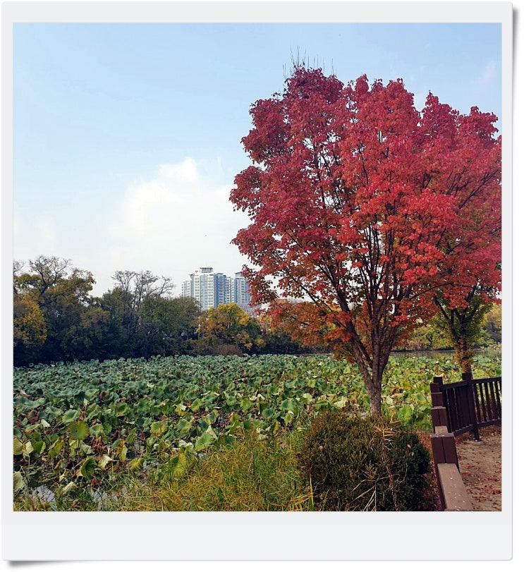  전주 덕진공원 단풍 보소