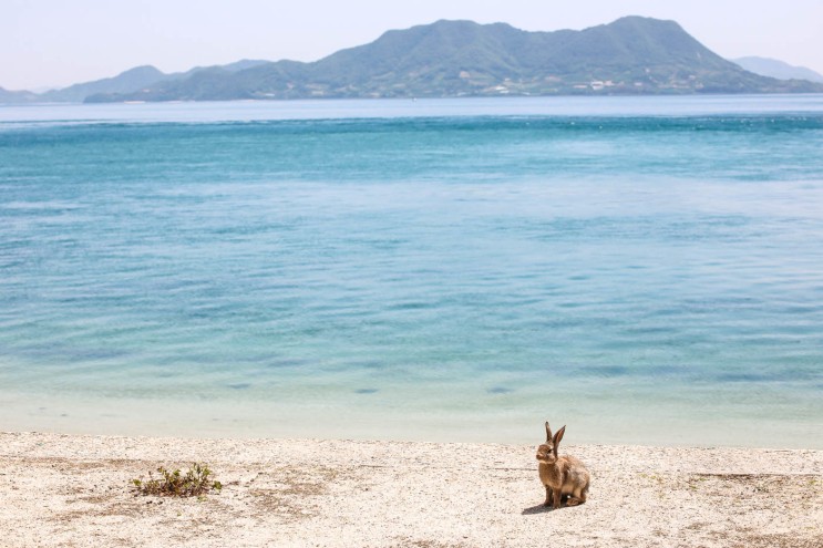 [랜선타고 일본여행] 세계 유일의 토끼섬(うさぎ島) • 오쿠노시마(大久野島)【히로시마】