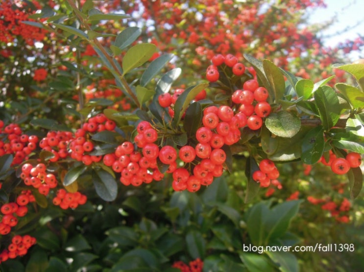 피라칸다 : 빨간 열매로 겨울 정원을 꾸며주는 나무