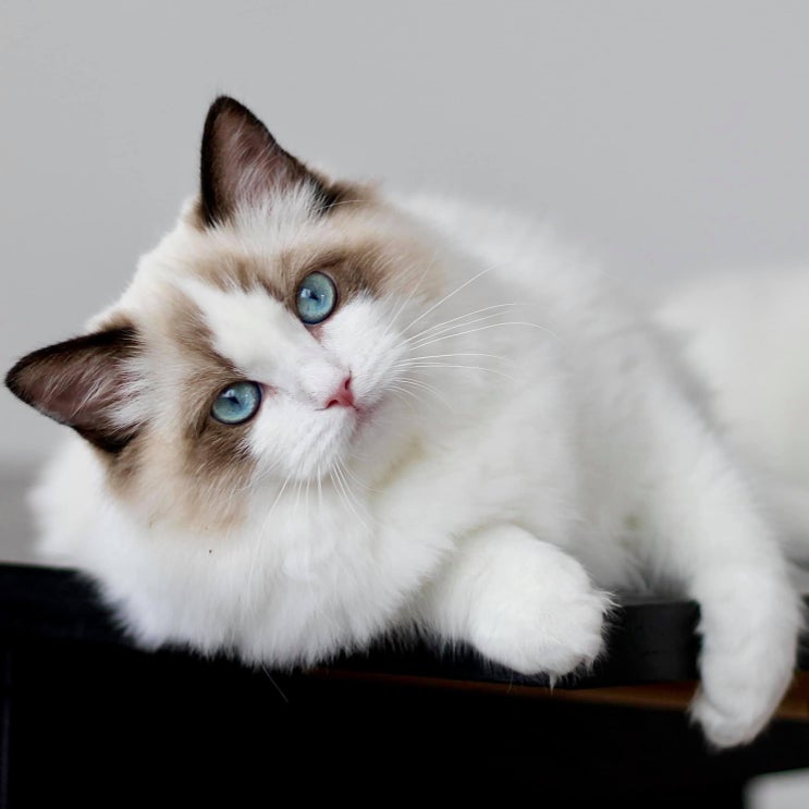  Alexander Ragdoll -Diamonds are Forever