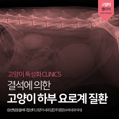  [고양이전문진료] 결석에 의한 고양이 하부 요로계 질환 (부산 비뇨기계 치료 동물병원)