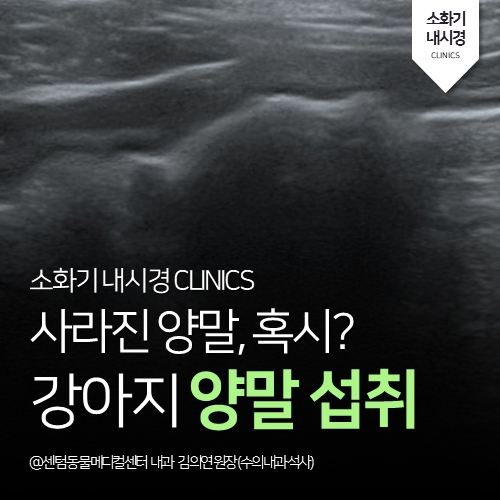  [소화기내시경] 강아지 양말 섭취 (이물 제거 전문 부산동물병원)