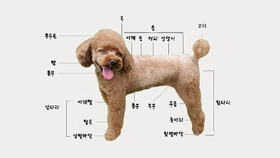  사랑하는 강아지랑 건강하개 친해지기 '강아지 마사지'