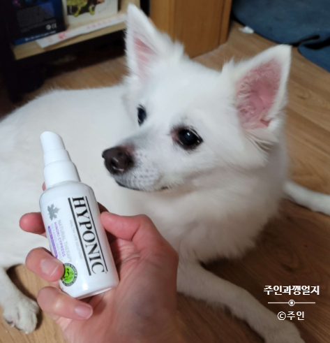  강아지 모질관리 미스트로 쉽게!