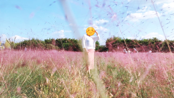  엄마와 담양여행/담양 코스모스/담양 핑크뮬리/담양죽녹원/담양 가볼만한곳