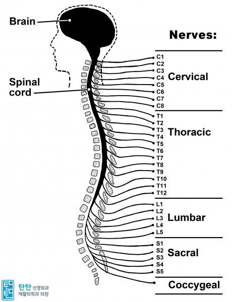 경추 척수신경병증- 경추 척수증, Cervical Myelopathy : 네이버 블로그