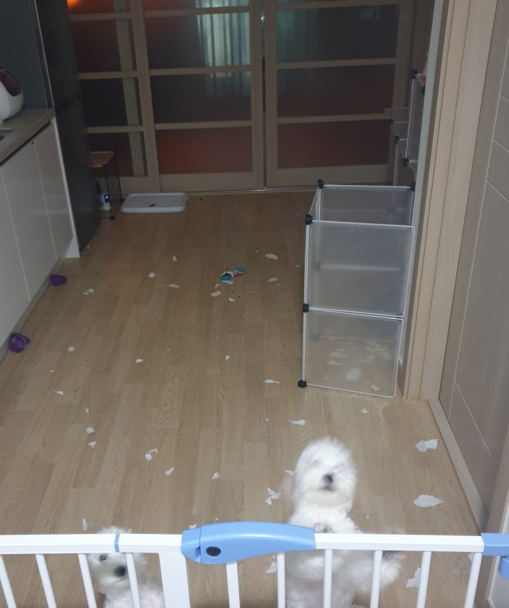  [강아지 벽지뜯기 놀이] 제발