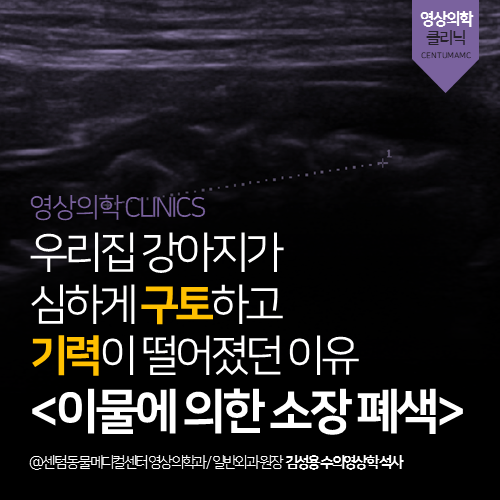 [영상진단전문] 대형견 강아지 이물에 의한 소장 폐색 (구토, 복숭아씨, 부산 응급 동물병원)