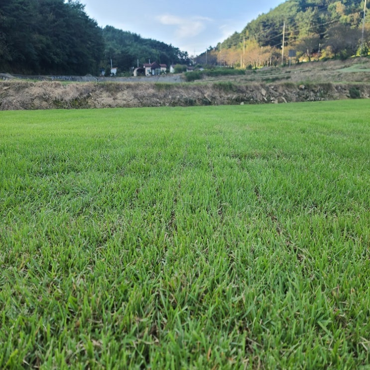 한국 잔디가격, 주문 즉시 작업