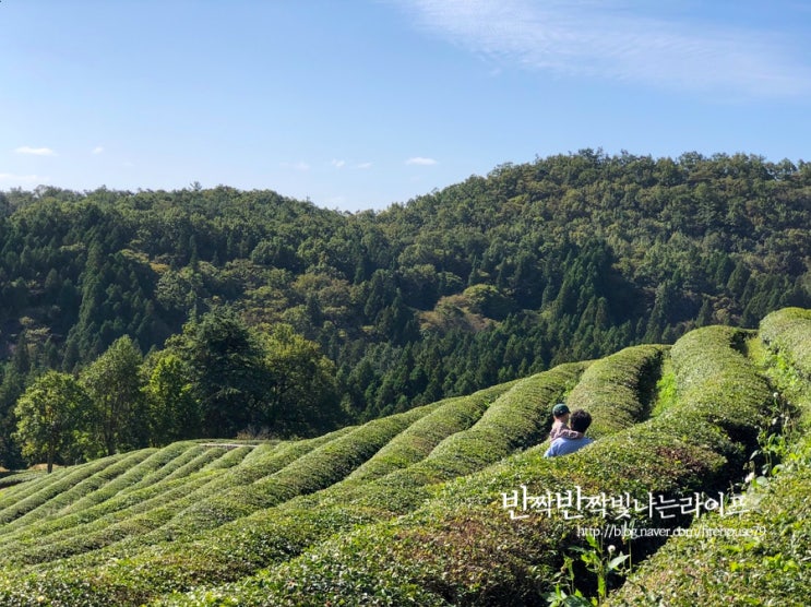  보성 녹차밭 대한다원 율포해수욕장 힐링여행