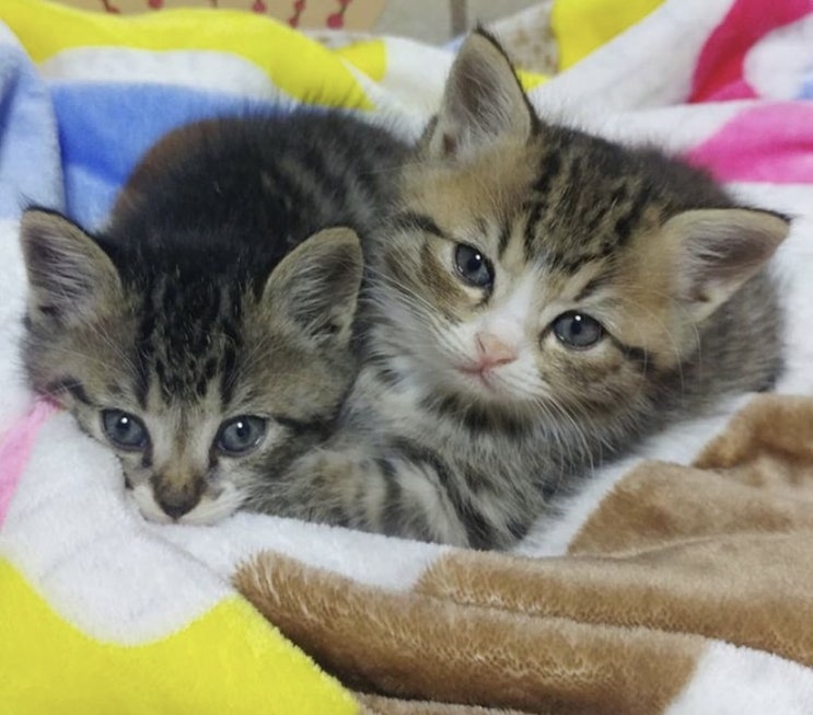  미묘 아기고양이 소리와 무리의 어릴때