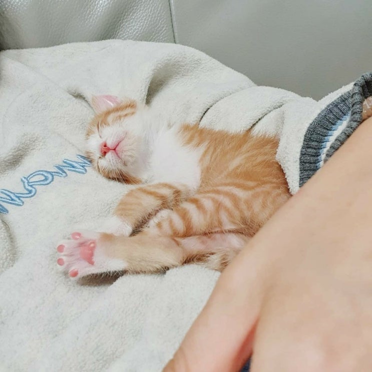  껌딱지 새싹 2) 아기고양이 집사사랑