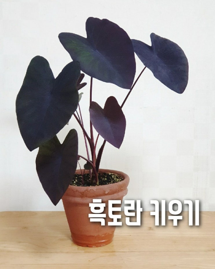  콜로카시아 블랙매직