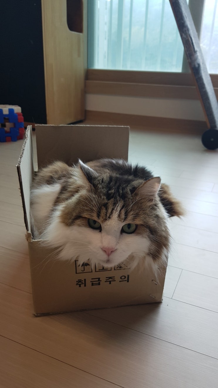  연이랑 히나