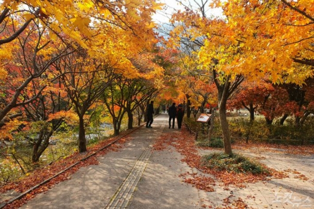 단풍에 젖은[ 내장산] 코로나19에 줄어든 발길_내장산 단풍 10월 마지막 주와 11월 첫째 주 절정