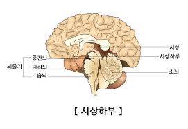  간호학내분비계 시상하부 뇌하수체 전엽후엽호르몬: 내분비계 구조기능