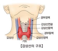  내분비계공부 갑상샘 부갑상샘 가슴샘 호르몬종류 구조기능:간호학 문헌고찰