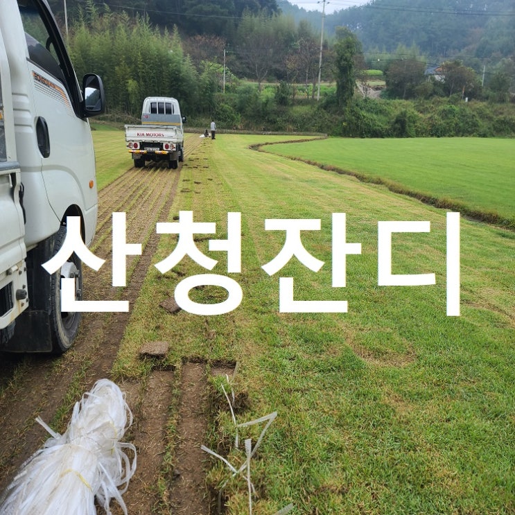  지리산 근처 산청 잔디 배송