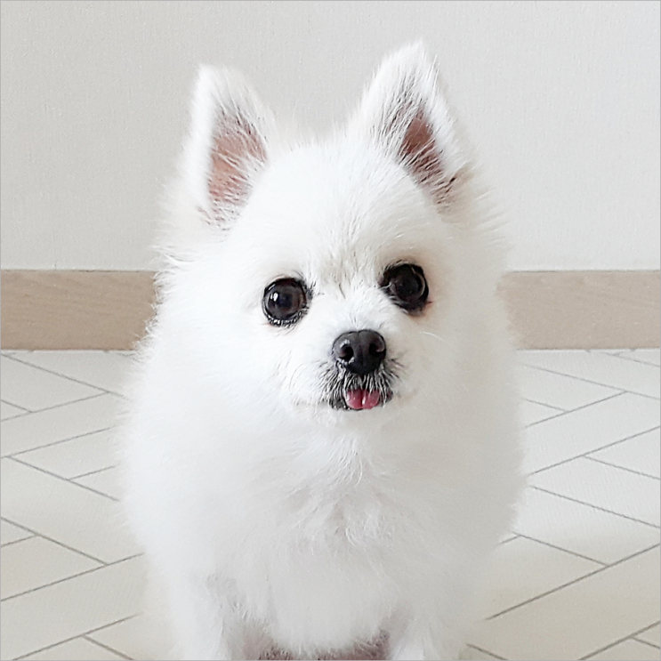  우리집 댕댕이 겨울 준비하기