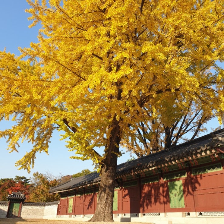  깊어가는 가을 가볼만한곳, 창덕궁