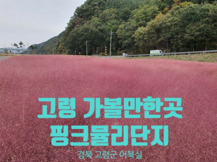  고령 어북실 : 대구근교 핑크뮬리