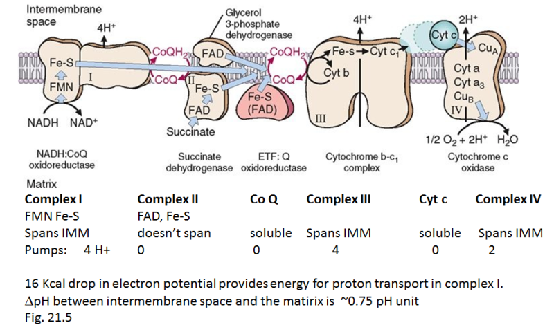 Biochemistry 생화학 - 산화적 인산화/전자전달계(Electron Transfer Chain, ETC) (3) 산화환원 ...