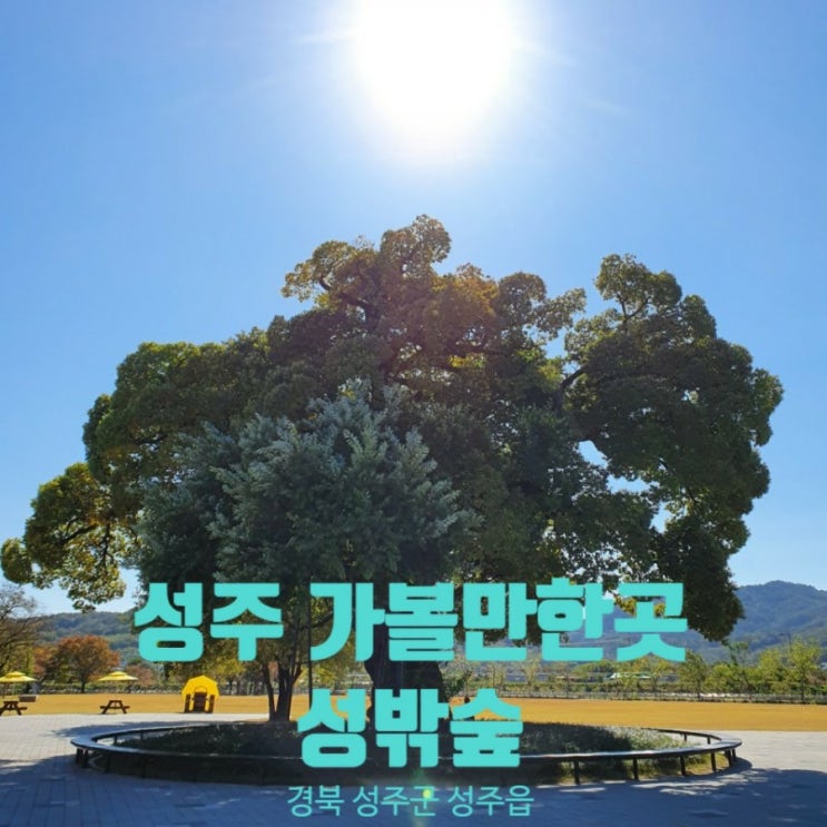  성밖숲- 맥문동, 왕버들나무,이천생태보 성주 가볼만한곳