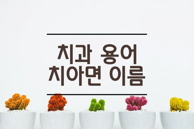  치의학 용어 ) 치과위생사가 알려주는 치아면 치아 부위 이름